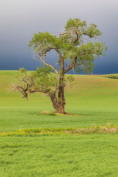 Wilson, Emily M. 아티스트의 Steptoe-Washington State-USA-Cottonwood tree in wheat field under storm clouds in the Palouse hills작품입니다.